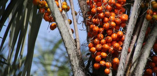Projet Wara : l’Université de Guyane lance un projet de valorisation de l’awara