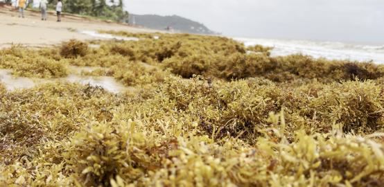 Littoral guyanais : une invasion de sargasses sans précédent