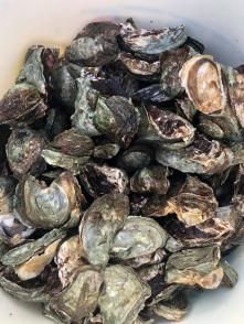 Une première production d'huîtres locales avec la ferme expérimentale de Montsinéry