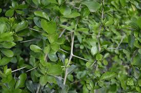 Des centaines de noms des plantes jugés racistes vont être changés