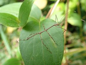 Le plus grand insecte de France est… guyanais !