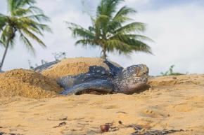 Journée mondiale de la tortue : le nombre de naissances de tortue luth équivalent à celui de l’année dernière